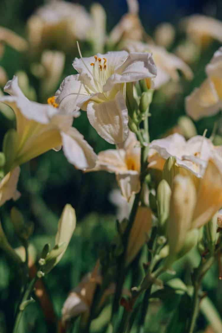 white flower in tilt shift lens